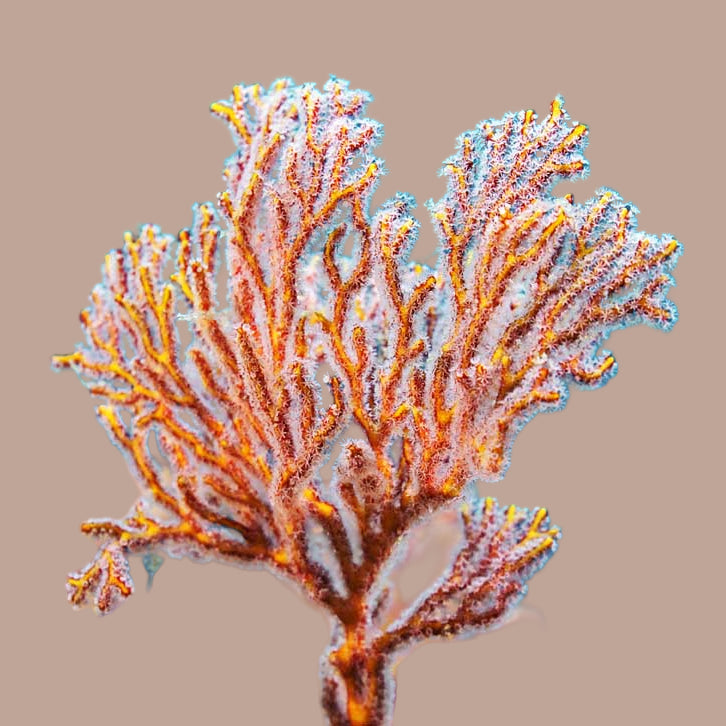 Abyssalia "Eclat fossile"